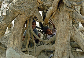 Children play under the shade of a tree as mercury sore in Lucknow 