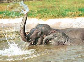As the mercury rises, one-and-a-half-year-old Seema, a female baby elephant, cools off with her mother Hema in a pond at Chhat Bir Zoo, near Chandigarh, on Wednesday.