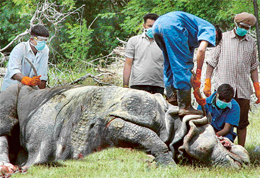 Zoo staffers take samples for a postmortem of Prince, a male rhino that died under mysterious circumstances at the Chhat Bir zoo, near Chandigarh, on Thursday.