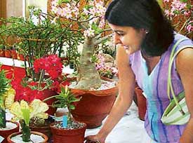 A girl watches a cristate at the 27th annual show of cacti and succulents at Lajpat Rai Bhavan, Chandigarh, on Friday.