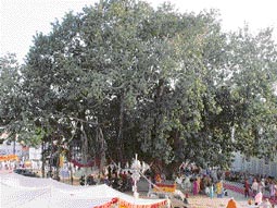 A 600-year-old banyan tree in Gurdwara Khadoor Sahib