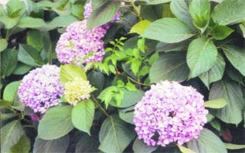 The  hydrangea can survive in the plains under shady and humid conditions