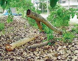 Residents of Sector 9, Chandigarh, found certain persons chopping branches of a 50-year-old Peepal on Sunday morning. They called the police. The police came in time and saved the tree. However, no case has been registered.