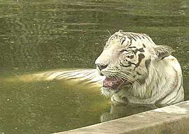 A white tiger tries to beat the heat at Delhi zoo as mercury sore in New Delhi 
