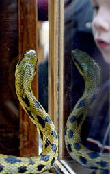 A boy looks at an ornamental snake, displayed for sale at a pet market in St. Petersburg