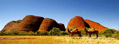 Two feral camels stand in front of the group of rock monoliths known as The Olgas, near the central Australian town of Alice Springs, on Wednesday