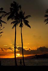 A walker makes her way past palm trees