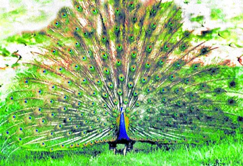 Peacock Breast Blue Feathers Lords Of Rivers