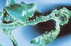 Aphids are tiny sap-sucking insects commonly found on the leaves and stems of plants