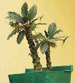 Dorstenia foetida has star power