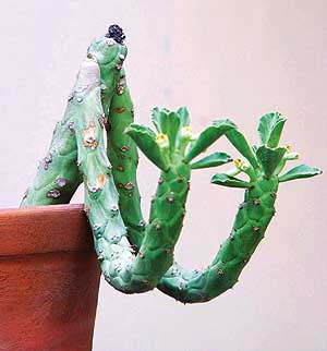 Welcome euphorbia