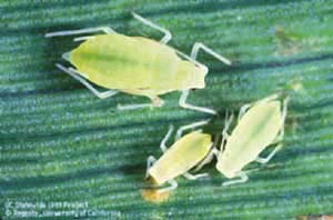 These insects secrete a sugary substance to attract ants that protect them from predators