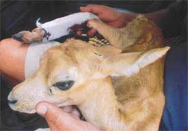 A fawn, rescued by a security officer of PAU in Laddowal, after receiving treatment