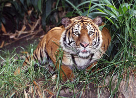 Awang Relak, a three-year-old male tiger, peers into his new exhibit at the San Diego zoo 