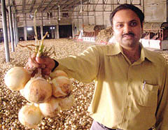 A man shows a bunch of brown onions in a farmhouse in Jalandhar 