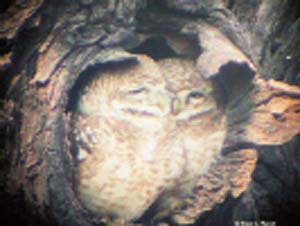 The spotted owlet is a compact ball of greyish-brown feathers