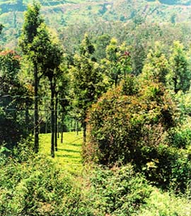 The landscape of the Nilgiris has varying hues of green