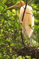 A heron takes rest at the banks of Brahmaputra river in Guwahati 