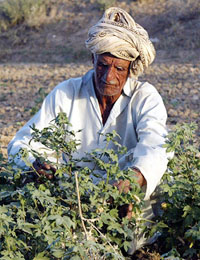 Pakistani farmer Mohammad Ashraf, primary school classmate of Manmohan Singh, tills his field in Gah on Friday. 