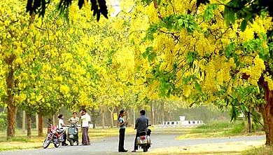 With amaltas in full bloom, lovebirds make the most of a picturesque setting at the PAU