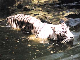 A tiger wades through water to counter the heat at the zoo in the Capital on Monday