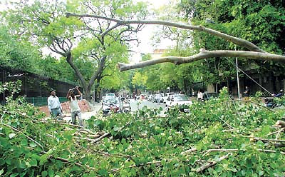 A large tree crashed last night near the Reserve Bank of India in the Capital