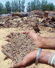 A villager shows rotten wheat in Rakba village