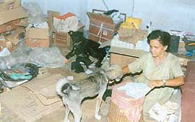 Former Army nurse M.G. Welseley feeds stray dogs, with whom she is forced to share her room, at the Old Courts complex in Ludhiana