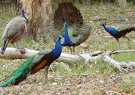 Rain, rain come again: A peacock spreads its wings to welcome rain in Tigar Safari, Ludhiana, on Tuesday.