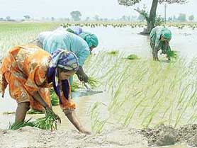 Labourers transplant paddy despite being advised against it by the PAU and government agencies in a village near Ludhiana on Tuesday.