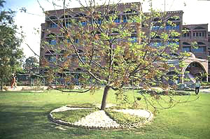 A leafless Dhek tree