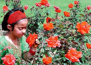 Cheaper imports have reduced the market of Indian roses