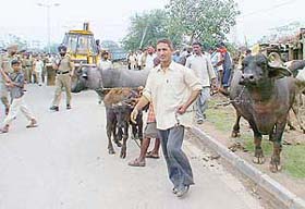 Villagers take away their cattle before the demolition drive