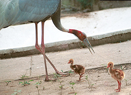 One has to witness the tenderness and loves ecstacy of the Sarus cranes yearly mating dance to understand the quality of bonding. 