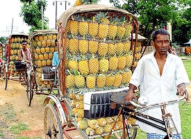 Villagers on their way to sell pineapples in a market near Agartala