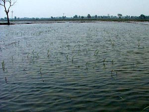 The paddy crop damaged due to water-logging at Channu village in Malout subdivision of Punjab’s Muktsar district.