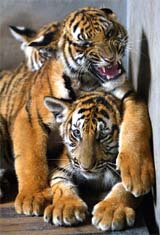 Three South China tiger cubs cuddle together at Shanghai Zoo