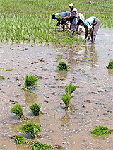 Kashmiri farmers plant paddy saplings in their field