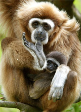 Elke, a 17-year-old 'Whitehanded Gibbon', cuddles its six-week-old baby