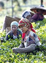 Tea pickers work in one of the largest tea plantation