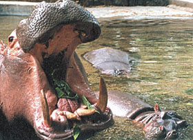 FOOD FOR THOUGHT: This hippopotamus at the Delhi Zoo seems to be asking for more.
