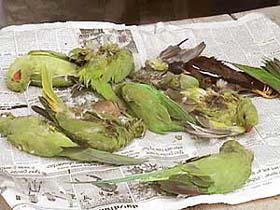 The parrots that were found dead on the premises of the Mini-Secretariat in Faridkot