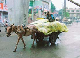 A rehrawalla is caught unawares by the sudden morning showers on the GT Road in Ludhiana