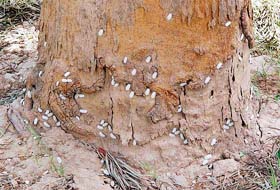 A file photo of mango mealy bug onslaught on one of the trees along the Shantikunj stretch in Sector 16