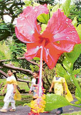 Flowers bloom as onlookers make their way amidst light rainfall at the scenic Baradari Gardens of Patiala city.