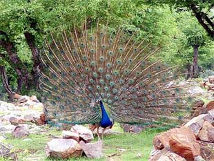 A peacock seems to be welcoming the onset of monsoon by opening up its plumage