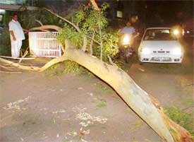 A 40-foot-long branch of a eucalyptus tree that fell on a house in Sector 20-D
