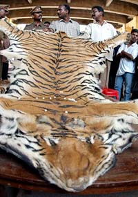 Police officers display a tiger's skin