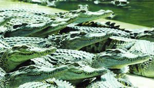 Crocodiles are more closely related to birds and dinosaurs than lizards and snakes