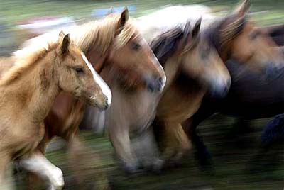 Horses run during the Rapa Das Bestas event in Cedeira, north-western Spain